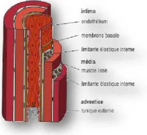 Figure 5 :  Les trois tuniques d’une artère, d’après www.fedecardio.org