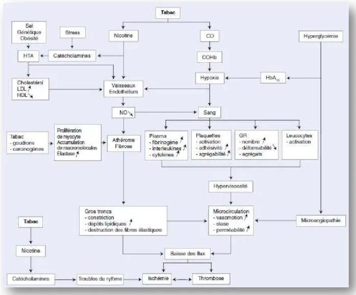 Figure 8 :  Tabac, mécanismes responsables de l’atteinte vasculaire, d’après Tabagisme et ma ladies  vasculaire, EMC 2010 (6) 