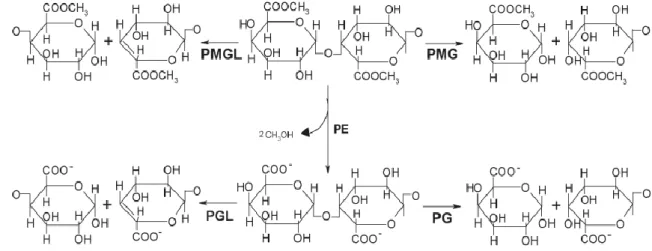 Figure 2 Different pectinolytic enzymes and their mode of action 