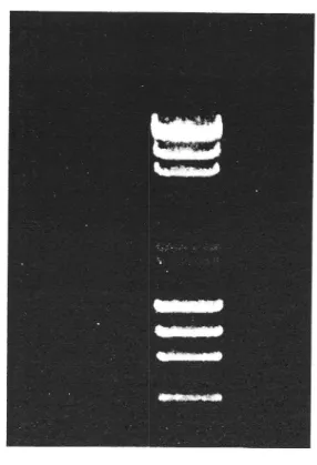 Figure  8 -  Electrophoretic  analysis  ol  Expand  long  template  PCR amplilication  producr  from  a  rotal  RNA  preparation  from  leaves