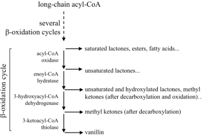 Fig. 4. b-Oxidation cycle and accumulation of aroma com- com-pounds