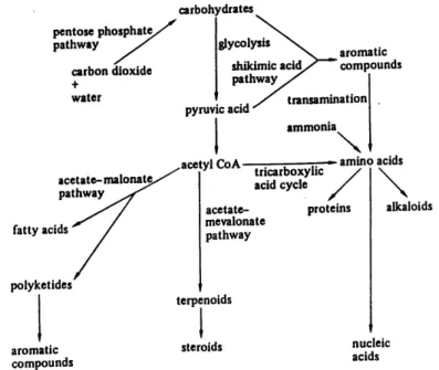 Figure 1. Biosynthetic pathways in plants (copy from Vickery and Vickery, 1981).