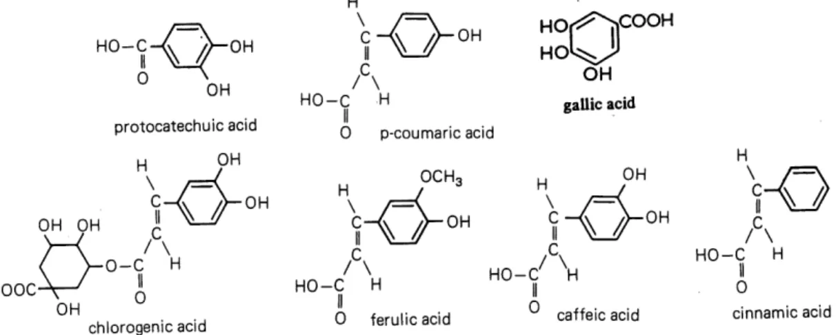 Figure 2. Structires ofphenolic acids often found in plants.