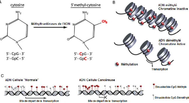 Figure 1-4 : Processus épigénomique impliqué dans la malignité. 