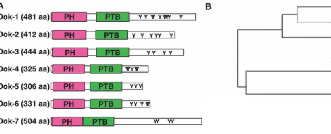 Figure 1-5 : Protéines de la famille DOK  