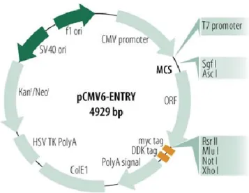 Figure 3-2 : Représentation du plasmide pCMV-ENTRY  