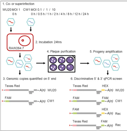 Figure 1. Workflow of the experimental set-up to analyse synchronous and asynchronous in vitro  infections with homologous murine norovirus strains MNV-1 WU20 and CW1