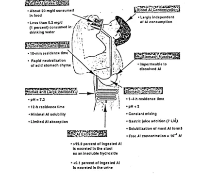 Figure 2.2 : Schema-resume de 1'absorption de 1'aluminium de 1'eau potable par Ie corps humain (D'apres REIBER et coll., 1995).
