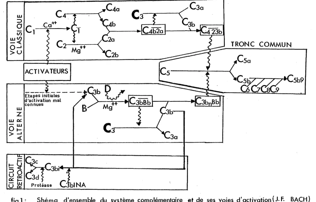 fig  1 :  Shéma  d'ensemble  du  système  complémentaire  et  de  ses  voies  d'activation (  J