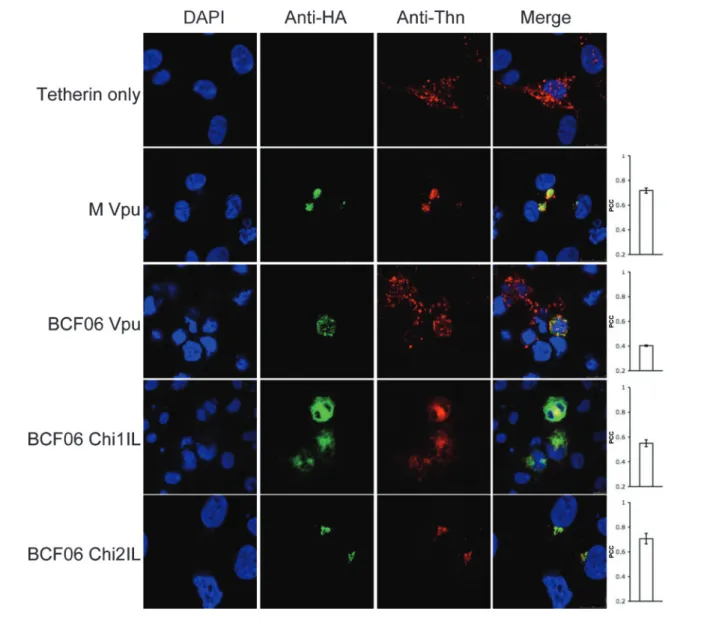 Fig. 5. O group Vpu does not relocalize tetherin to the TGN. Confocal images of 293T cells cotransfected with the various Vpu constructs and human tetherin and stained with immunofluorescently labelled anti-HA (Alexa-488) and anti-tetherin (Alexa-594) anti