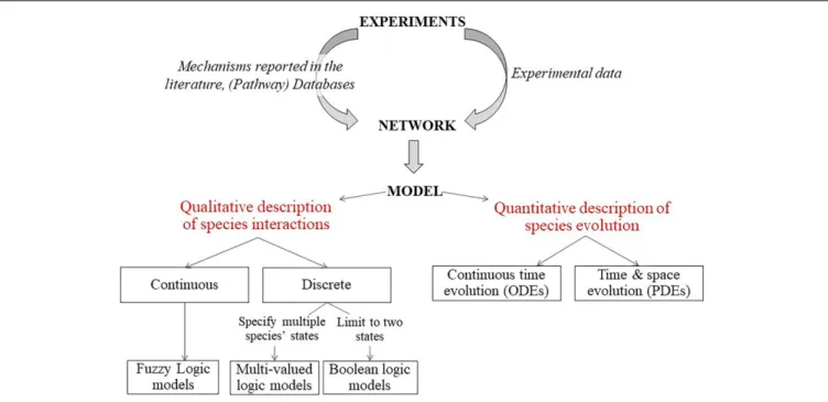 FIGURE 5 | Description of modeling framework for regulatory networks. Firstly, a static network graph is generated from experimental data and mechanisms reported in literature