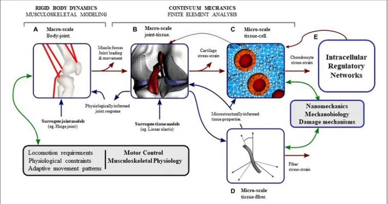 FIGURE 6 | The pathway of mechanical signal from joint level to cellular (intra-cellular) level can be understood by developing computational models at different length scales which interact with each other
