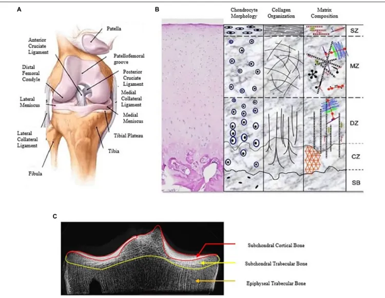 FIGURE 1 | A detailed description of the human knee joint with the different constituents of the knee joint (A) (Islam, 2019), the different layers of articular cartilage showing variation in chondrocyte shape, collagen orientation, and matrix distribution