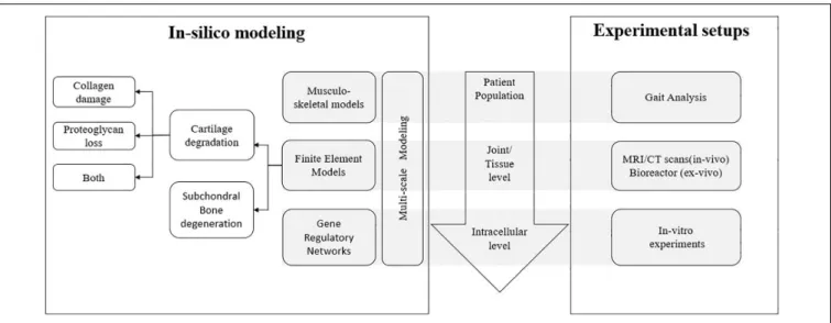 FIGURE 2 | Overview of different aspects of joint degeneration with the different length scales involved and the link between in silico mechanistic modeling and corresponding experimental setups for each scale.
