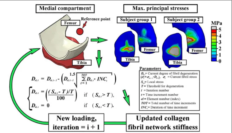 FIGURE 3 | The fibril degeneration algorithm (shown in the left side) was based on excessive maximum principal stresses in the medial compartment of the knee joint
