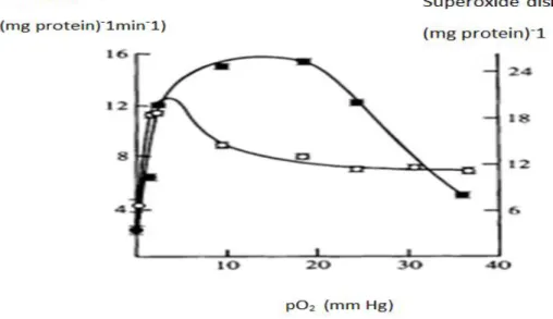 Figure 5. Relation entre NADH-oxydase et la pression partielle d'oxygène. Tirée de Samah  et Wimpenny (1982)