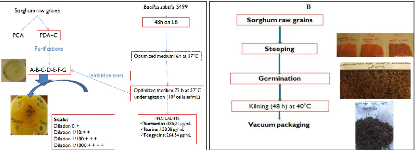 Figure 2. A. Moulds isolation and inhibition by Bacillus subtilis; B. malting steps 