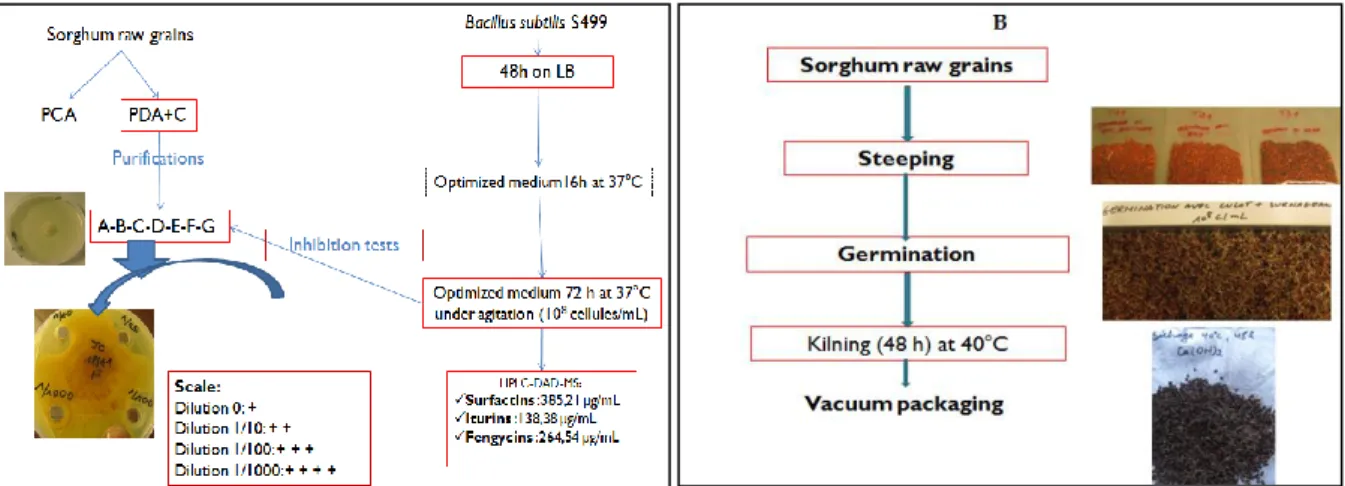 Figure 2. A. Moulds isolation and inhibition by Bacillus subtilis; B. malting steps 