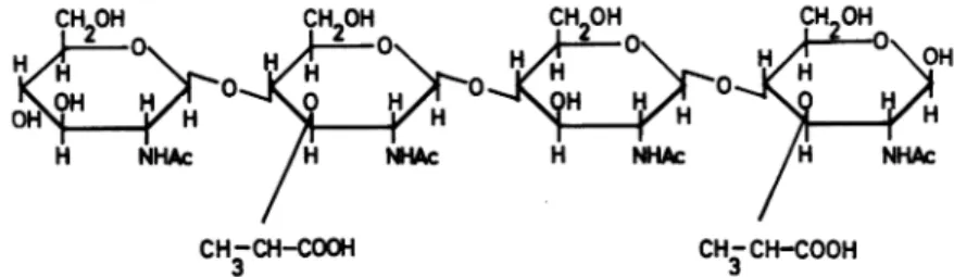 FIG. 11. Structure of a tetrasaccharide isolated from the peptidoglycan of M. lysodeikticus:N-acetylgluco-