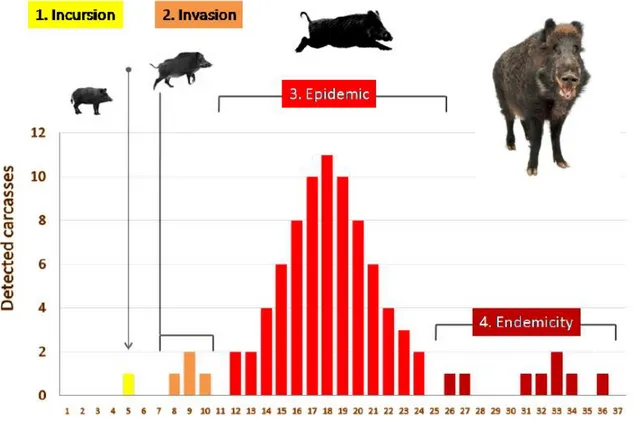 Figure 1 – Theoretical example of the 4 phases of the infection dynamics in a wild boar population illustrated by  the weekly positive cases (Guberti et al 2019) 