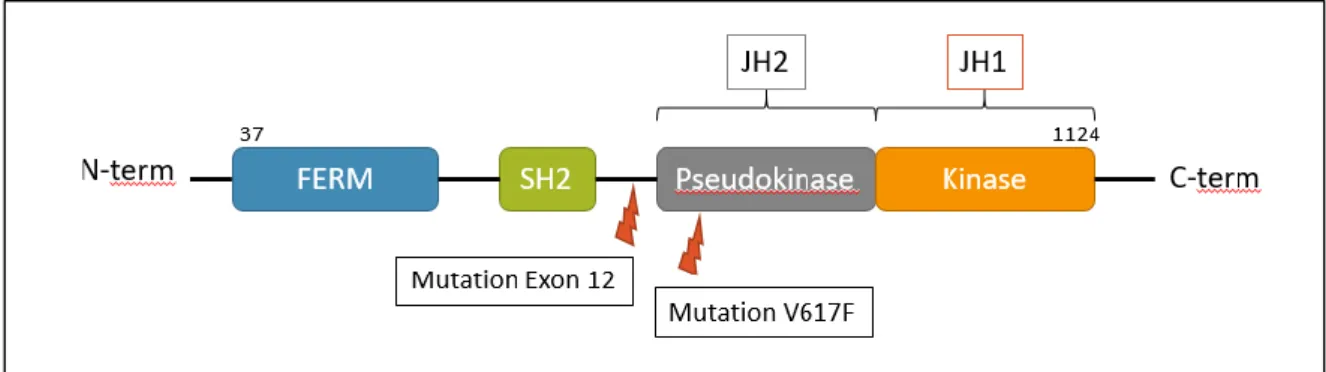 Figure 4 : Représentation du gène JAK2 