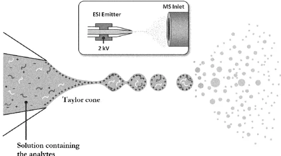 Figure 2.7 - Schematic representation of the Electrospray (ESI) process and the formation of the Taylor cone  adapted from Hawkridge et al
