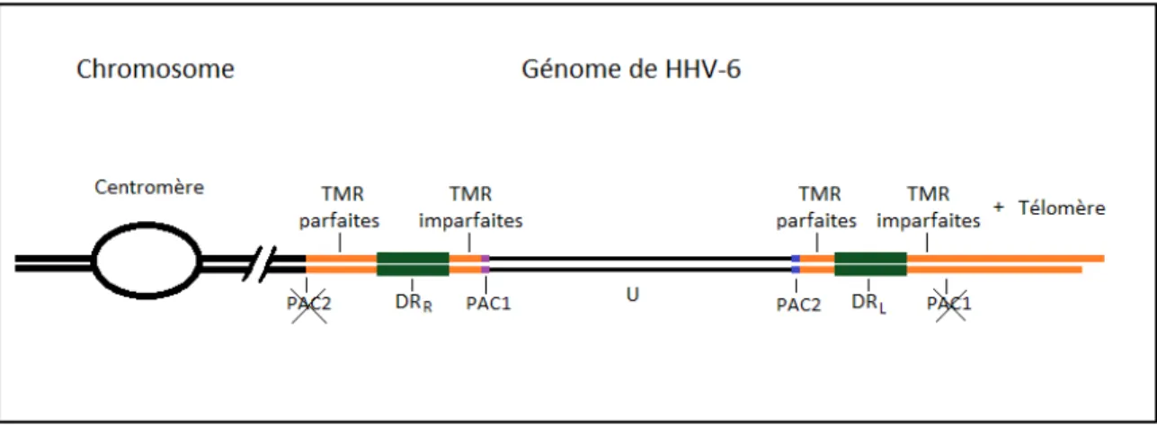 Figure 6 : Schéma du génome de HHV-6 intégré dans un chromosome cellulaire. 