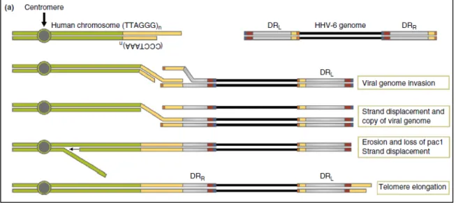 Figure 7 : Schématisation de l’intégration chromosomique de HHV-6 dans un  chromosome par recombinaison homologue