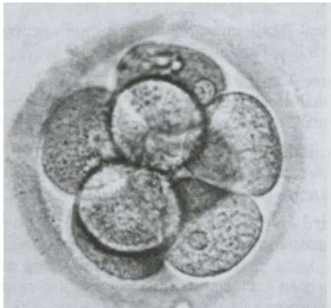 Figure 1 : Embryon à j2 