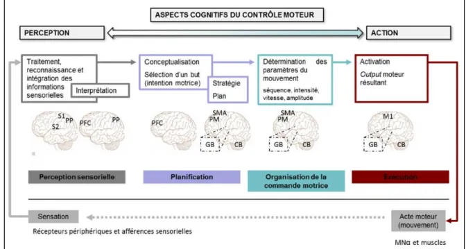 Figure 1.1. Boucle temporelle illustrant les structures et processus cérébraux impliqués dans  le contrôle moteur
