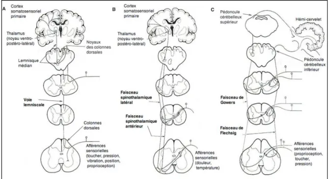 Figure 1.2. Voies sensorielles. 