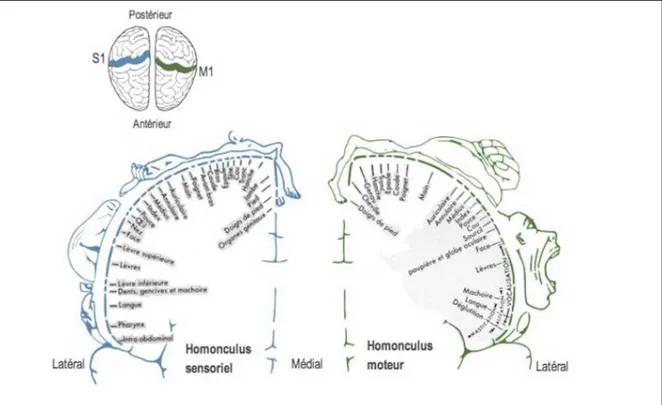 Figure 1.3. Organisation somatotopique (homonculus) des cortex sensoriel et moteur  primaires (S1 et M1) 