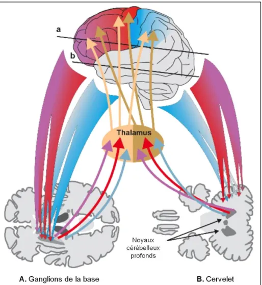 Figure 1.5. Boucles cortico-sous-corticales et cortico-cérébelleuses impliquées dans le  contrôle moteur 