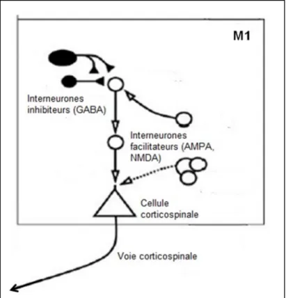 Figure 1.6. Connexions intrinsèques dans le cortex moteur primaire (M1) 
