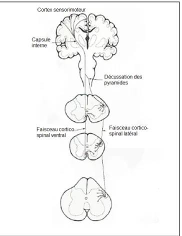 Figure 1.9. Voie corticospinale 