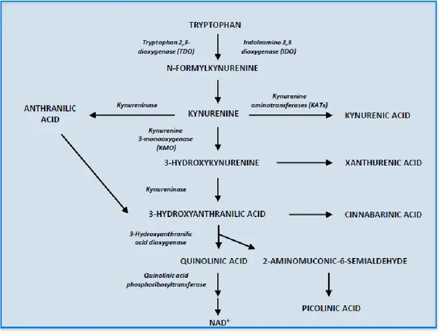 Figure 3 : La voie de la kynurénine, produit de dégradation du tryptophane