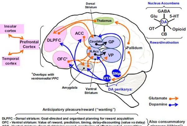 Figure 4 :  Circuit de la récompense et ses structures principales. DLPFC = Cortex dorso latérale préfrontal