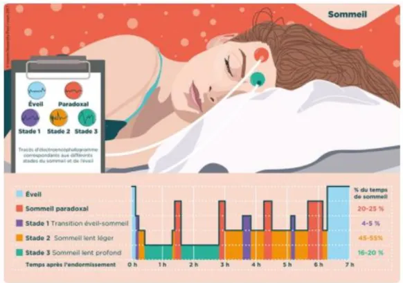 Figure 5 : Les différents stades du sommeil