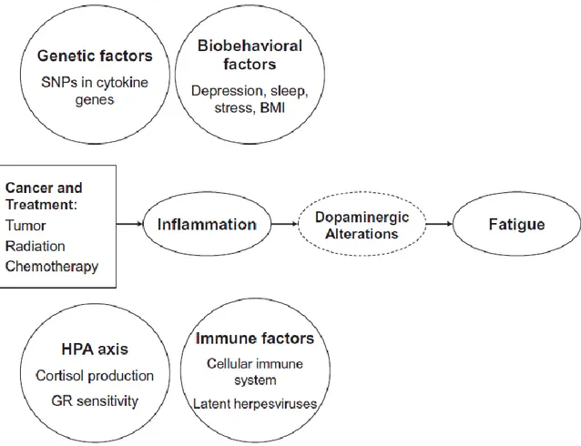 Figure 6: Modèle physiopathologique de la fatigue dans la prise en charge du cancer