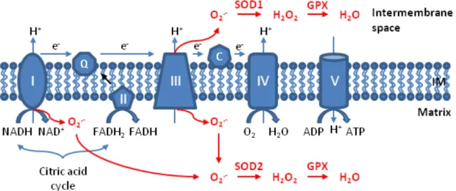 Figure 1 : Production et dismutation des ROS au sein de la chaine respiratoire mitochondriale