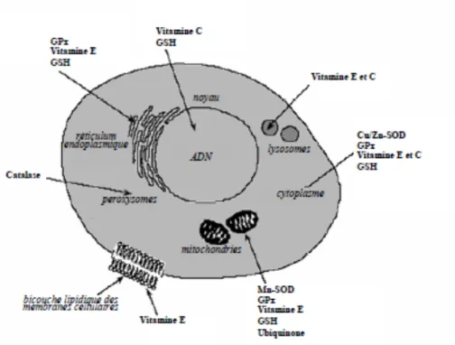 Figure 3 : Système antioxydant cellulaire. D’après : http://www.biotech-ecolo.net/antioxydants.html 