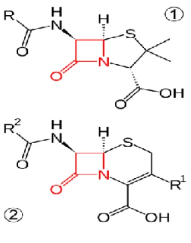 Figure 1 : Le cycle bétalactame au sein des molécules antibiotiques (source :Wikipédia) 