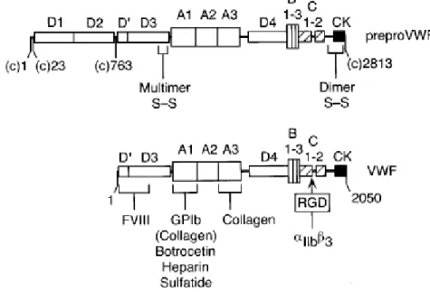 Figure 2 Représentation des domaines du preproVWF et VWF. D'après Sadler(5) 