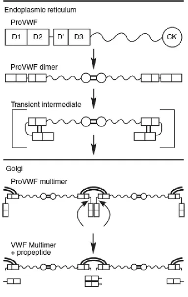 Figure 3 Modifications post-traductionnelles et multimérisation du VWF. D'après Sadler(9) 