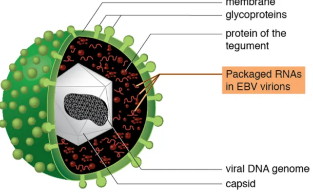 Figure 3 : Structure de EBV 