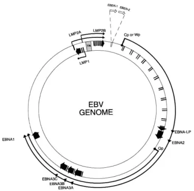 Figure 5 : Génome EBV sous forme Episomale 