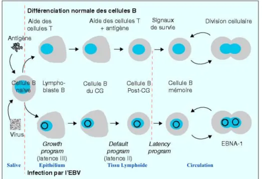 Figure 7 : Schématisation de l'utilisation de la biologie des LB par EBV et phases de latence  