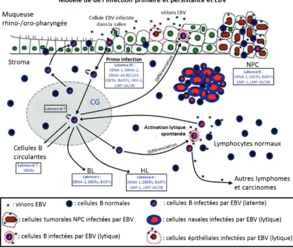 Figure 9 : Schéma récapitulatif du cycle viral de EBV  https://herpesfactorfiction.wordpress.com/multiplication-cycle/ 
