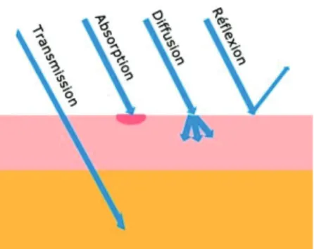 Figure 8 : Spectre d’absorption des principaux chromophores. 