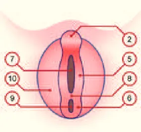 Figure 9 : organes génitaux féminins indifférenciés 6  ème  semaine.  Figure 10 : organes génitaux féminins indifférenciés 7  ème  semaine